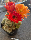 #EC111 EXACT Trichocereus Grandiflorus Ornamental Cactus Potted 8"