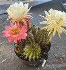 #EC111 EXACT Trichocereus Grandiflorus Ornamental Cactus Potted 8"