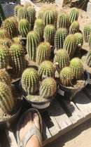 #EC111 EXACT Trichocereus Grandiflorus Ornamental Cactus Potted 8"