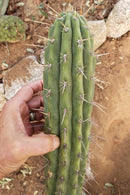 #EC112 EXACT Trichocereus Cuzcoensis Cactus CUTTING 10-12" approx