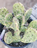 #EC113 EXACT Opuntia Hybrid Sunburst