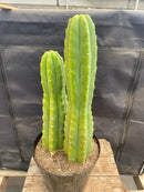 #EC114 EXACT Trichocereus Pachanoi "PC" Ornamental Cactus 14.5,11.5”