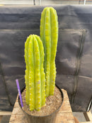 #EC114 EXACT Trichocereus Pachanoi "PC" Ornamental Cactus 14.5,11.5”