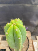 #EC114 EXACT Trichocereus Pachanoi "PC" Ornamental Cactus 14.5,11.5”