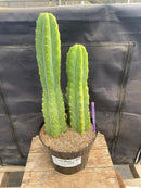 #EC114 EXACT Trichocereus Pachanoi "PC" Ornamental Cactus 14.5,11.5”