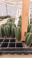 #EC115 EXACT Trichocereus Hybrid Scopulicola Cactus Culture X Scop Tudo Seedlings 3-4"
