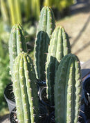 #EC116 EXACT Trichocereus  Knuthianus Aff. Ornamental Cactus 12" approx.