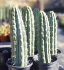 #EC116 EXACT Trichocereus  Knuthianus Aff. Ornamental Cactus 12" approx.