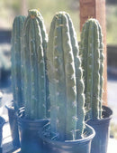 #EC116 EXACT Trichocereus  Knuthianus Aff. Ornamental Cactus 12" approx.