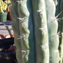#EC116 EXACT Trichocereus  Knuthianus Aff. Ornamental Cactus 12" approx.