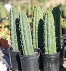 #EC116 EXACT Trichocereus  Knuthianus Aff. Ornamental Cactus 12" approx.