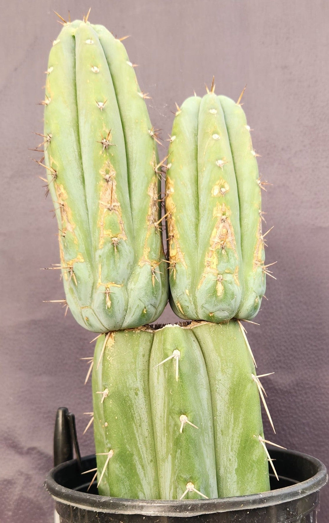 jada plants EC117 EXACT Trichocereus Bridgesii JADA Cactus 13.5"