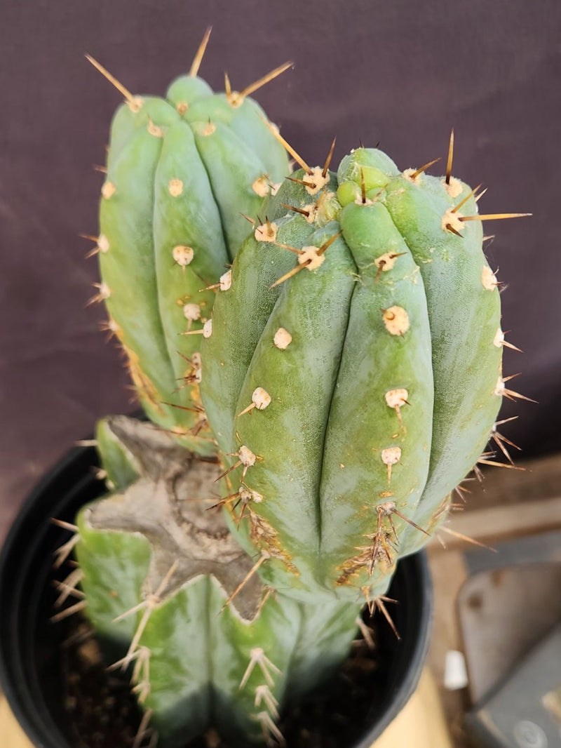 EC117 EXACT Trichocereus Bridgesii JADA Cactus 13.5