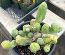 #EC119 EXACT Trichocereus Bridgesii Monstrose TBM Ornamental Cactus 18+ segs