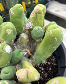 #EC119 EXACT Trichocereus Bridgesii Monstrose TBM Ornamental Cactus 18+ segs