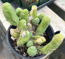 #EC119 EXACT Trichocereus Bridgesii Monstrose TBM Ornamental Cactus 18+ segs