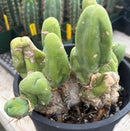 #EC119 EXACT Trichocereus Bridgesii Monstrose TBM Ornamental Cactus 18+ segs