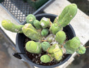 #EC119 EXACT Trichocereus Bridgesii Monstrose TBM Ornamental Cactus 18+ segs