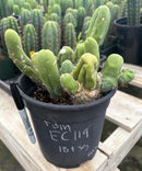 #EC119 EXACT Trichocereus Bridgesii Monstrose TBM Ornamental Cactus 18+ segs