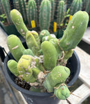 #EC119 EXACT Trichocereus Bridgesii Monstrose TBM Ornamental Cactus 18+ segs