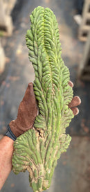 #EC12 EXACT Crested Trichocereus Pachanoi Cactus Cutting
