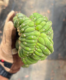 #EC12 EXACT Crested Trichocereus Pachanoi Cactus Cutting