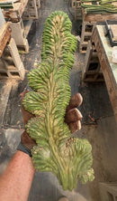 #EC12 EXACT Crested Trichocereus Pachanoi Cactus Cutting