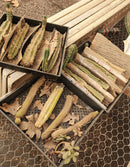 #EC120 EXACT Trichocereus Pachanoi PC Cactus TLC Lot