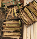 #EC120 EXACT Trichocereus Pachanoi PC Cactus TLC Lot