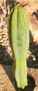 #EC122 EXACT Trichocereus Pachanoi Jiimz Juul ornamental cactus 22”
