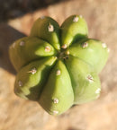 #EC122 EXACT Trichocereus Pachanoi Jiimz Juul ornamental cactus 22”