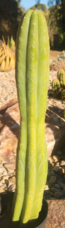 #EC122 EXACT Trichocereus Pachanoi Jiimz Juul ornamental cactus 22”