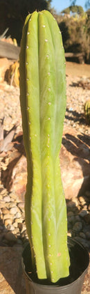 #EC122 EXACT Trichocereus Pachanoi Jiimz Juul ornamental cactus 22”