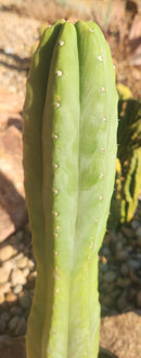 #EC122 EXACT Trichocereus Pachanoi Jiimz Juul ornamental cactus 22”