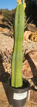 #EC122 EXACT Trichocereus Pachanoi Jiimz Juul ornamental cactus 22”
