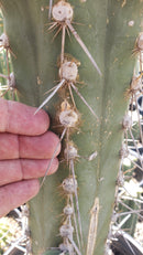 #EC123 EXACT Trichocereus Peruvianus "Swollen" Cactus Cutting 5-6"