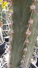 #EC123 EXACT Trichocereus Peruvianus "Swollen" Cactus Cutting 5-6"