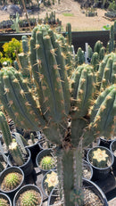 #EC123 EXACT Trichocereus Peruvianus "Swollen" Cactus Cutting 5-6"