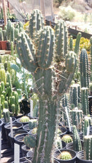 #EC123 EXACT Trichocereus Peruvianus "Swollen" Cactus Cutting 5-6"