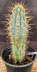#EC124 EXACT Browningia Hertlingiana Cactus specimen 9"