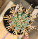 #EC124 EXACT Browningia Hertlingiana Cactus specimen 9"