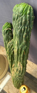 #EC126 EXACT Trichocereus Pachanoi Crested Cactus Cutting 27”
