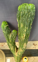 #EC126 EXACT Trichocereus Pachanoi Crested Cactus Cutting 27”