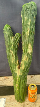#EC126 EXACT Trichocereus Pachanoi Crested Cactus Cutting 27”