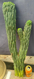 #EC126 EXACT Trichocereus Pachanoi Crested Cactus Cutting 27”