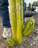 #EC127 EXACT LONG Trichocereus Pachanoi Monstrose TPM Cactus 30” Cutting