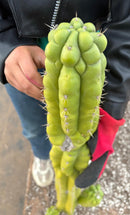 #EC127 EXACT LONG Trichocereus Pachanoi Monstrose TPM Cactus 30” Cutting