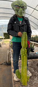#EC127 EXACT LONG Trichocereus Pachanoi Monstrose TPM Cactus 30” Cutting
