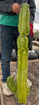 #EC127 EXACT LONG Trichocereus Pachanoi Monstrose TPM Cactus 30” Cutting