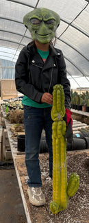 #EC127 EXACT LONG Trichocereus Pachanoi Monstrose TPM Cactus 30” Cutting